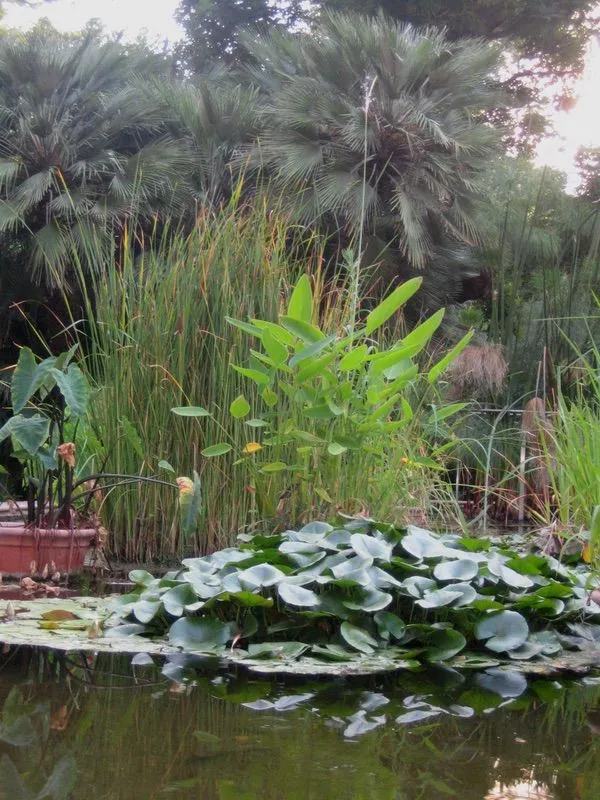 Jardi botanic de la Universitat de Valencia